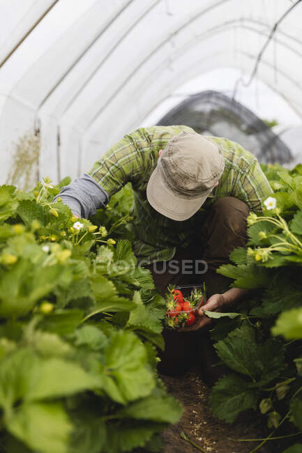 Male hand holding plastic bowl with freshly picked strawberries, organic agriculture — Stock Photo
