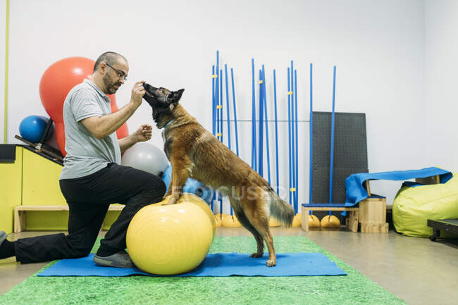 Чоловічий фізіотерапевт навчає малінуа бельгійського вівчаря собак на м'ячі для фітнесу в центрі — стокове фото