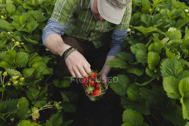 Farmer picking strawberries, organic farming — Stock Photo