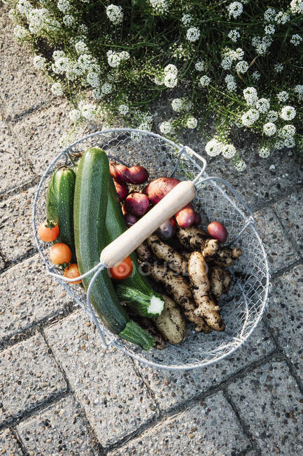 Германия, Корзина со свежими овощами, стоящими на мощеной дорожке — стоковое фото