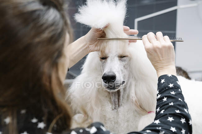 Vista ritaglio di donna pettinatura bianco Poodle standard — Foto stock