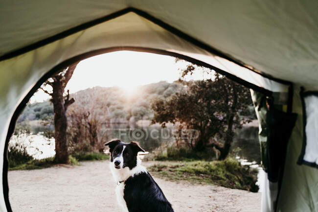 Porträt eines Hundes, der vor einem Zelt am See sitzt — Stockfoto