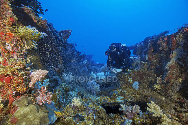 Palau, Koror, Taucher erkunden Schiffswrack mit Korallenriff — Stockfoto