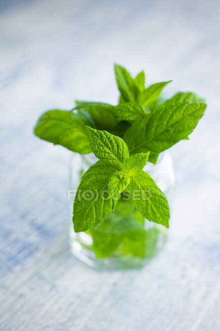 Green mint in glass — Stock Photo