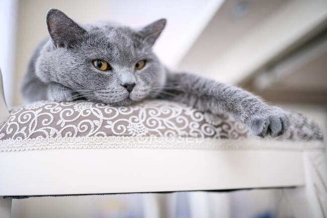 Chat britannique à poil court allongé sur une chaise à la maison — Photo de stock