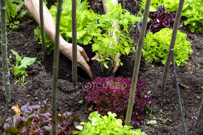 Hands of man holding green plant over dirt at organic garden - foto de stock