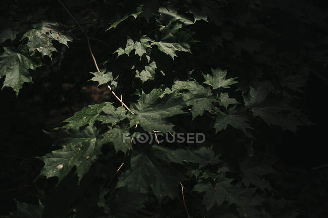 Крупним планом сонячне світло на зеленому кленовому листі в лісі — стокове фото