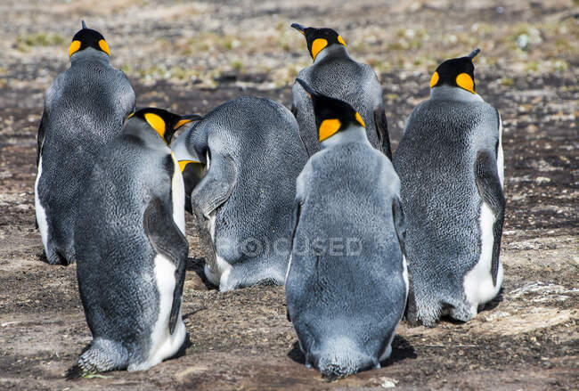 King penguins (Aptenodytes patagonicus) on Saunders Island — Stock Photo
