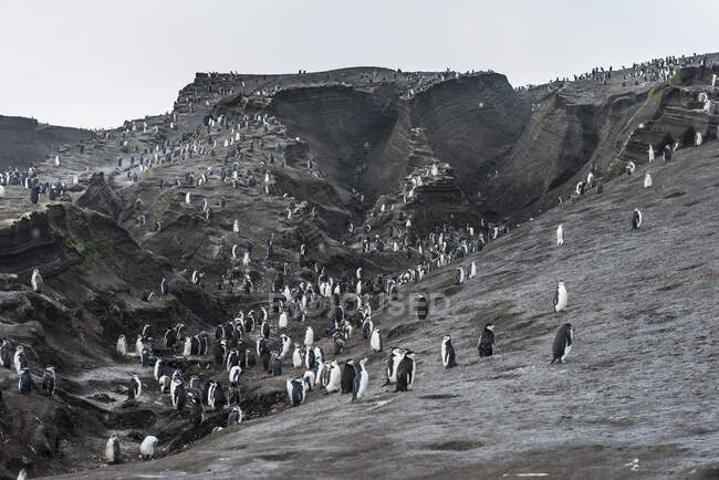 UK, South Georgia and South Sandwich Islands, Chinstrap penguin (Pygoscelis antarcticus) colony on Saunders Island — Stock Photo