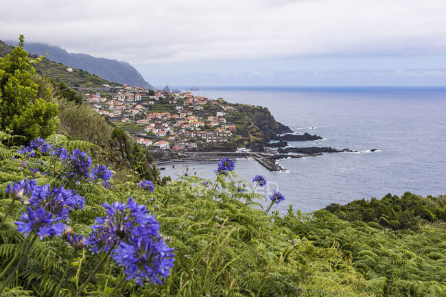 Portugal, Porto Moniz, Flores silvestres de flor púrpura con pueblo costero en el fondo - foto de stock