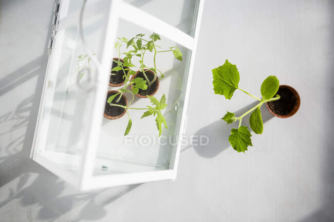 Plántulas de tomate y calabacín en maceta en invernadero interior pequeño - foto de stock