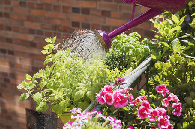 Persona regando plantas y flores de verano en el balcón - foto de stock