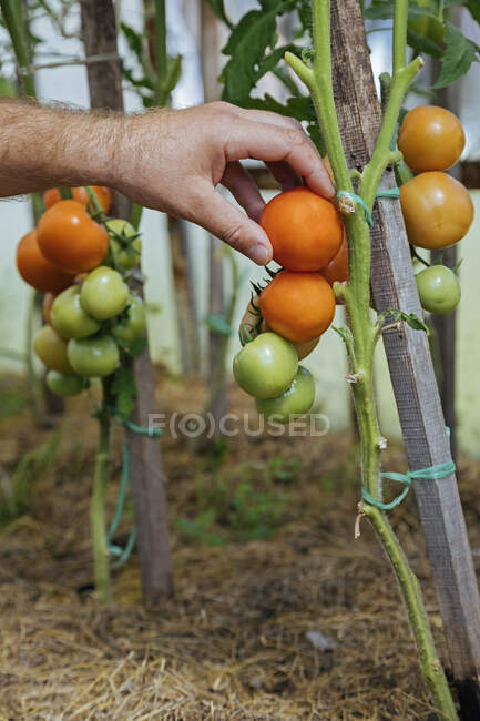 Contadino che controlla i pomodori su una pianta — Foto stock