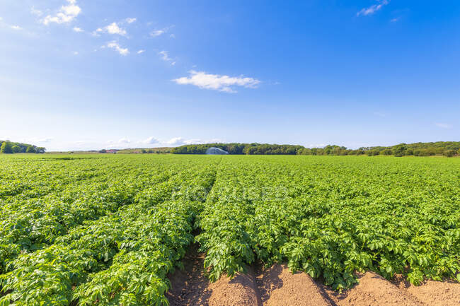 Potatoes (Solanum tuberosum) growing in vast summer field — Stock Photo