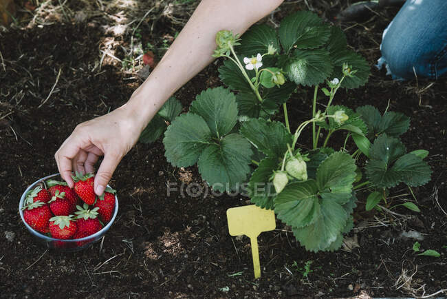 Крупный план женской руки по сбору клубники с растений в саду общины — стоковое фото