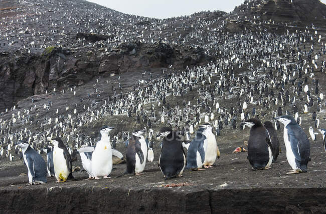 Reino Unido, Georgia del Sur y las Islas Sandwich del Sur, Chinstrap pingüino (Pygoscelis antarcticus) colonia en Saunders Island - foto de stock