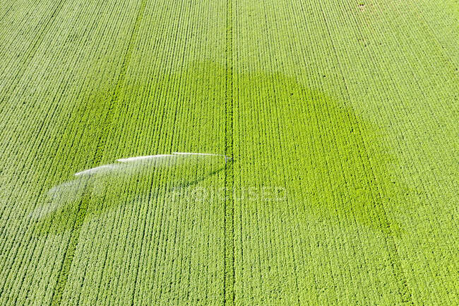 Aerial view of sprinkler watering vast potato field in summer — Stock Photo
