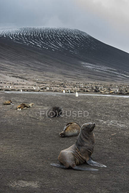 UK, South Georgia and South Sandwich Islands, Colonies of chinstrap penguins (Pygoscelis antarcticus) and Antarctic fur seals (Arctocephalus gazella) on Saunders Island — Stock Photo