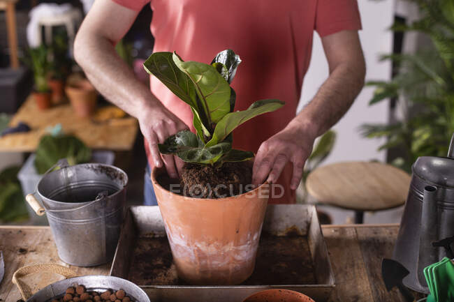 Homem plantando figo-folha figo planta em vaso em casa — Fotografia de Stock