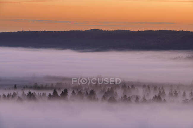 Germania, Baviera, Pupplinger Au, Foresta avvolta nella fitta nebbia all'alba lunatica — Foto stock