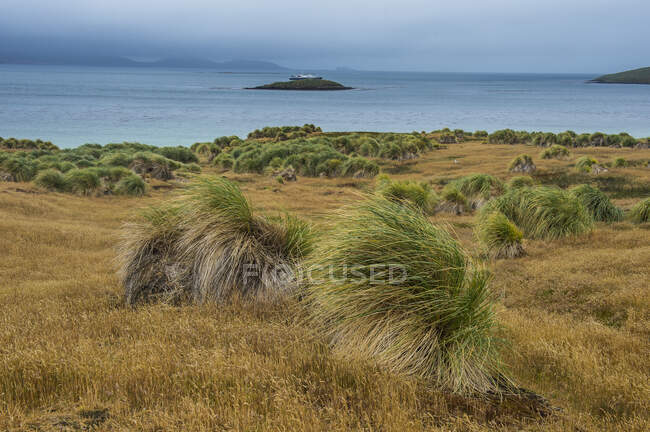 Reino Unido, Islas Malvinas, costa cubierta de hierba de la isla de Carcass - foto de stock