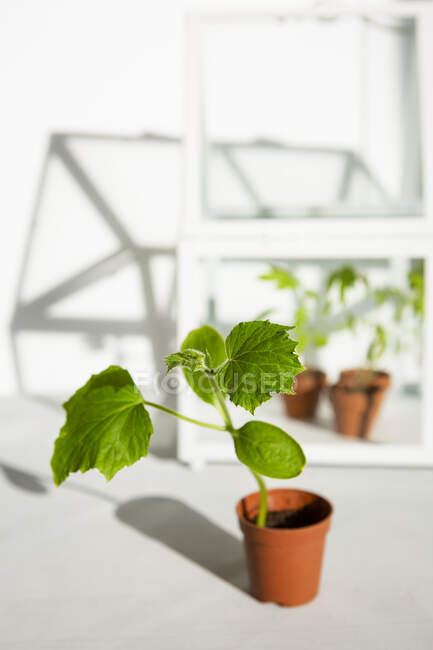 Semis verts frais de plantes de basilic en pot de verre. — Photo de stock