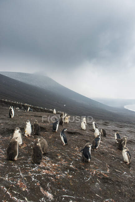 Велика Британія, Південна Джорджія та Південні Сандвічеві острови, пінгвін Чінстрап (Pygoscelis antarcticus) на вулканічному схилі острова Сондерс. — стокове фото