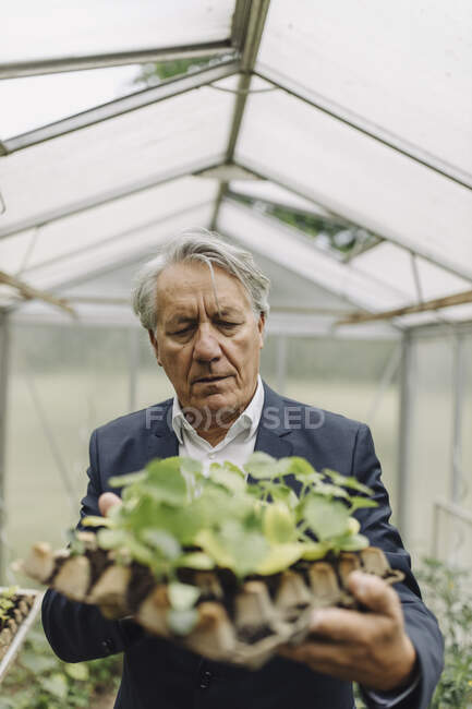 Hombre de negocios superior sosteniendo plantas en una bandeja de semillas en invernadero - foto de stock