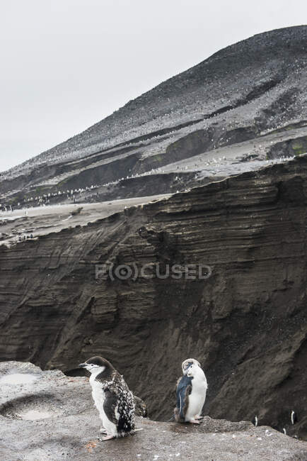UK, South Georgia and South Sandwich Islands, Two chinstrap penguins (Pygoscelis antarcticus) standing on edge of volcanic cliff on Saunders Island — Stock Photo