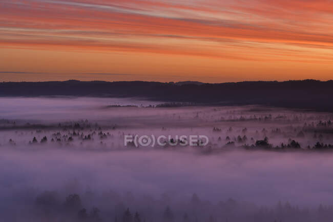 Germania, Baviera, Pupplinger Au, Foresta avvolta nella fitta nebbia all'alba lunatica — Foto stock