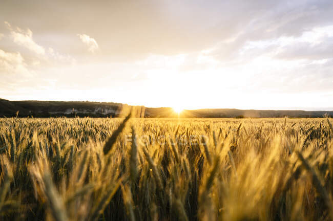 Vista panorámica del campo de trigo contra el cielo durante la puesta del sol - foto de stock