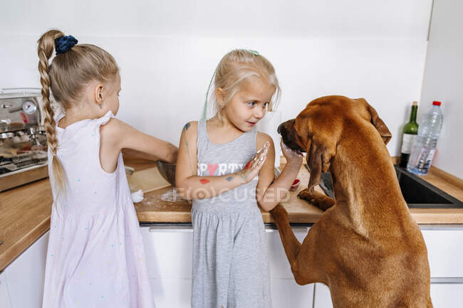 Дівчинка грає з собакою, а сестра готує їжу вдома на кухні. — стокове фото
