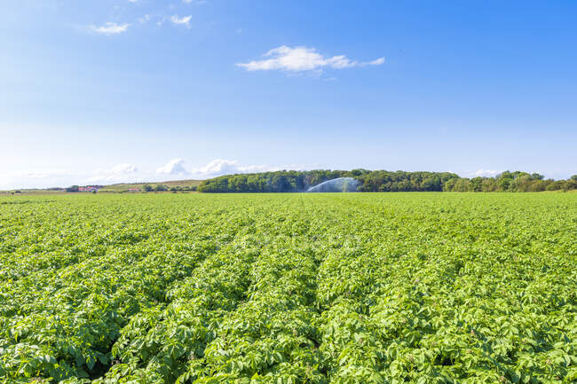 Potatoes (Solanum tuberosum) growing in vast summer field — Stock Photo