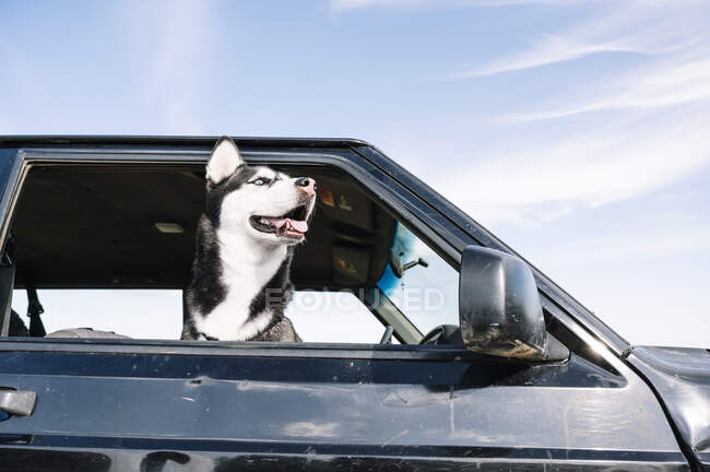 Husky olhando para fora da janela do veículo — Fotografia de Stock