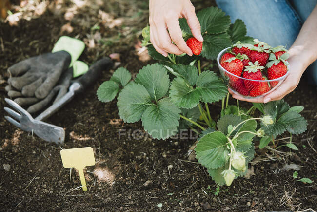 Close-up of mid adult woman hands picking strawberries in garden — Stock Photo