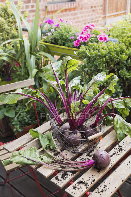 Basket of common beets harvested from balcony vegetable garden — Stock Photo