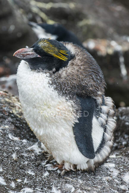 UK, South Georgia and South Sandwich Islands, Portrait of Southern rockhopper penguin (Eudyptes Chrysocome) — Stock Photo