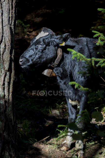 Italia, Ritten, Vacca nera con campanella — Foto stock