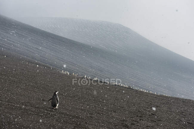 UK, South Georgia and South Sandwich Islands, Chinstrap penguin (Pygoscelis antarcticus) colony on volcanic hillside of Saunders Island — Stock Photo