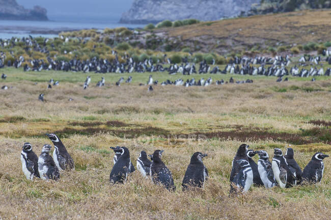 UK, Falkland Islands, Magellanic penguin (Spheniscus magellanicus) colony on Carcass Island — Stock Photo