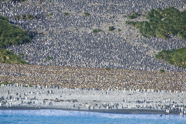 Regno Unito, Georgia del Sud e Isole Sandwich Meridionali, colonia di re pinguino (Aptenodytes patagonicus) sulla pianura di Salisbury — Foto stock