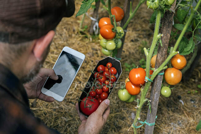 Farmer harvesting tomatos and using smartphone — Stock Photo