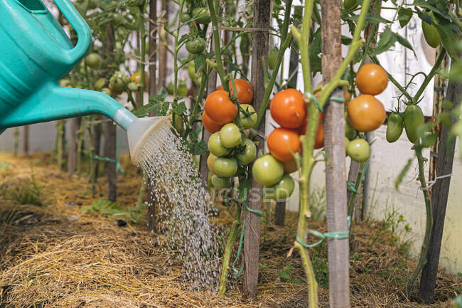 Le piante di pomodoro vengono innaffiate — Foto stock