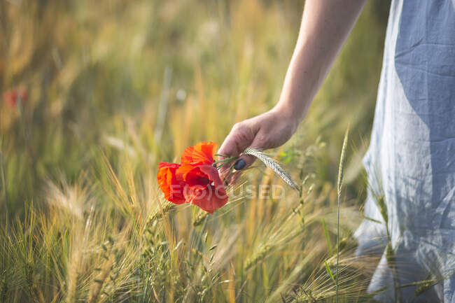 Молодая женщина собирает цветущий цветок мака на сельскохозяйственном поле — стоковое фото