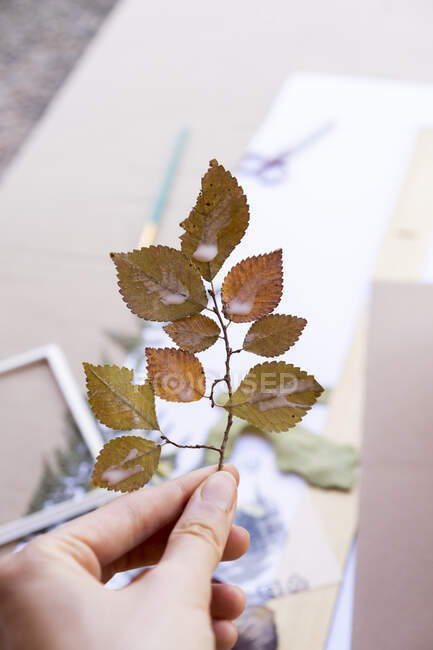 Mano di donna che tiene foglie secche a casa — Foto stock