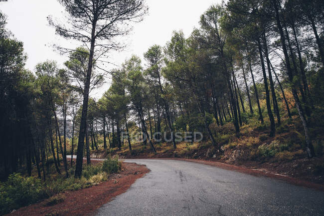 Деревенская дорога, окруженная деревьями осенью — стоковое фото