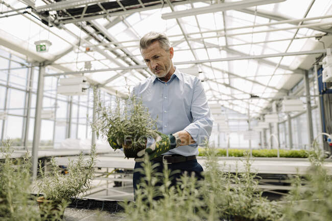 Männlicher Fachmann begutachtet Topfpflanzen im Gewächshaus — Stockfoto
