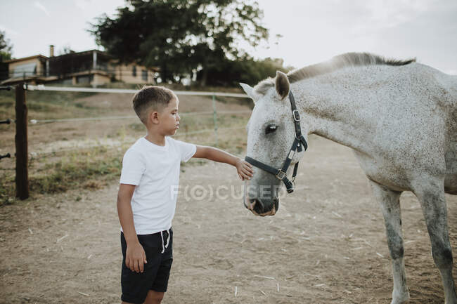 Boy stroking white horse while standing in barn at sunset — Stock Photo