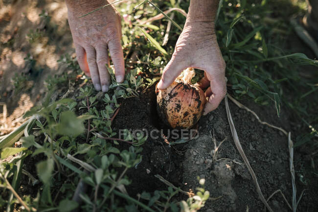 Senior man picking onions from organic farm — Stock Photo