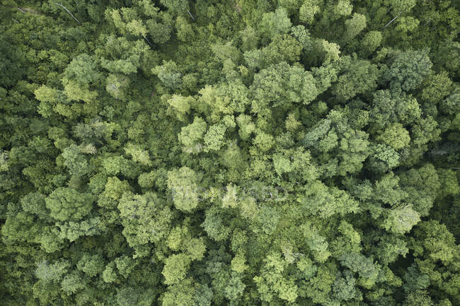 Drone vista della foresta verde in estate — Foto stock